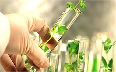 Herbal Medicine Research Laboratory